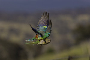 Grass parrots