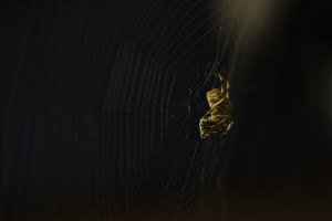spider eating a bee