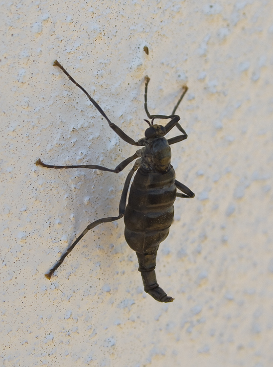 bug.jpg