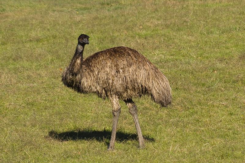 emu1.jpg