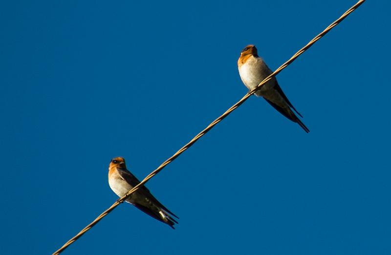 swifts.jpg