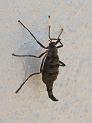 bug