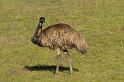 emu1