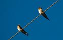 swifts