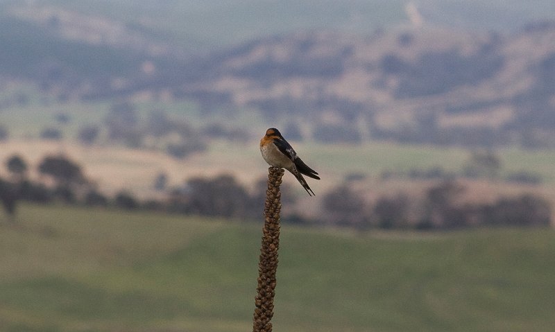 swallow.jpg