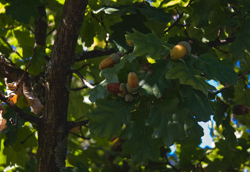 acorns.jpg