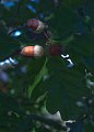 acorn