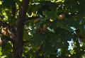 acorns
