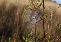 web