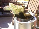 kea drinking.jpg