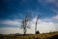 sltrees
