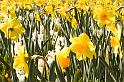 daffs