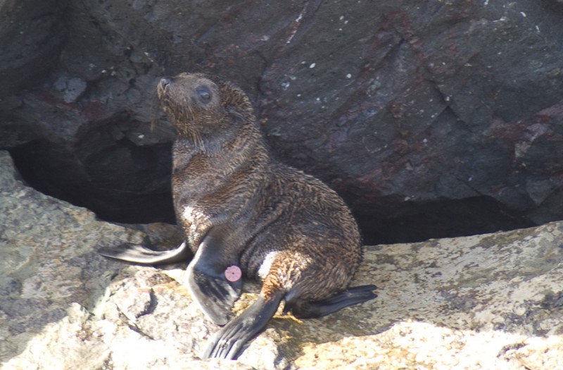 seal1.jpg
