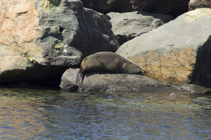 seal 2.jpg