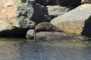 seal 2.jpg