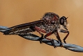 bug2
