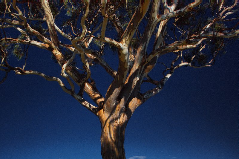 tree.jpg
