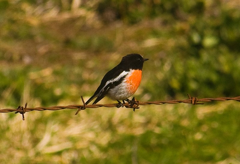 robin.jpg