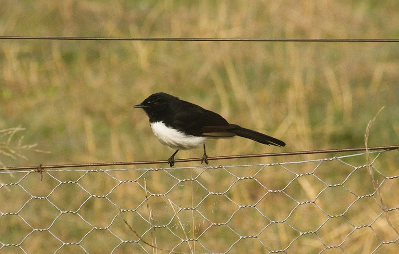 wagtail.jpg