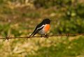 robin