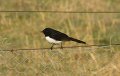 wagtail