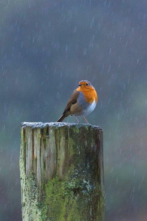 robin3