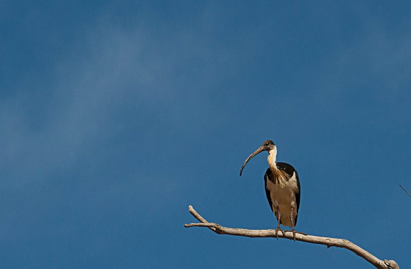 ibis.jpg
