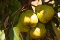 pears