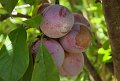 plums