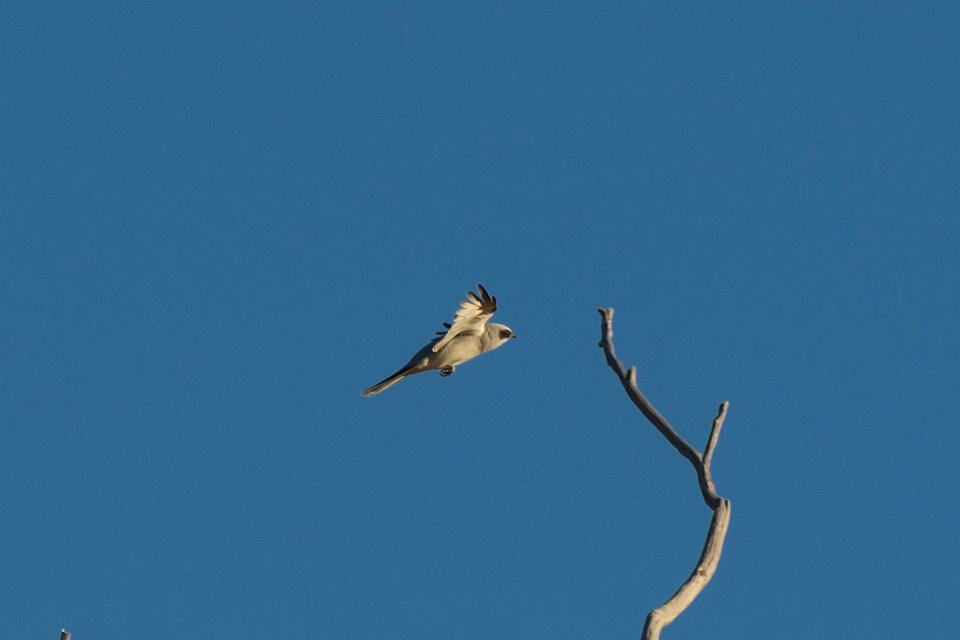 landing