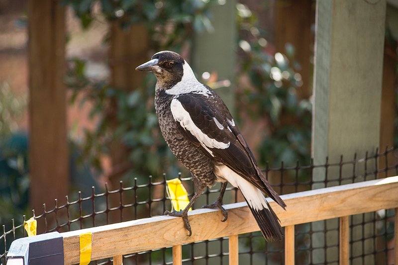 magpie.jpg