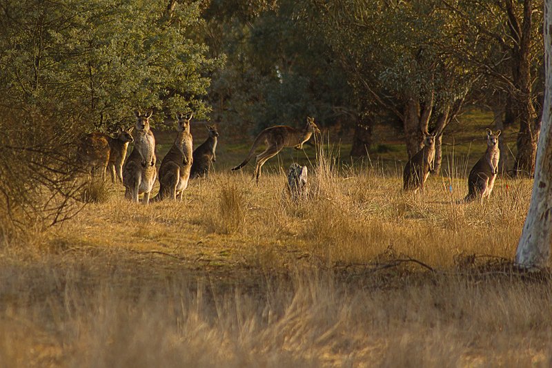 roos2.jpg