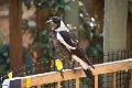 magpie
