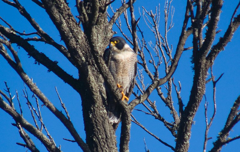hawk.jpg