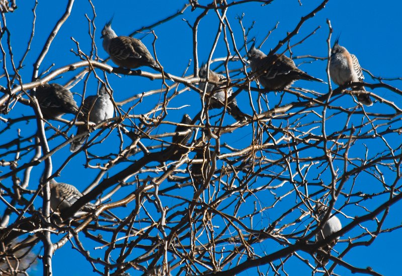 pigeons.jpg