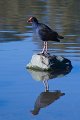 coot