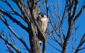 hawk