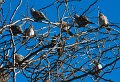 pigeons