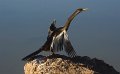 shag