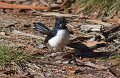 wagtail