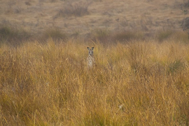 roo.jpg
