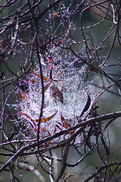 web.jpg