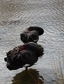 swans