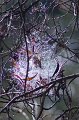 web