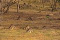 roos