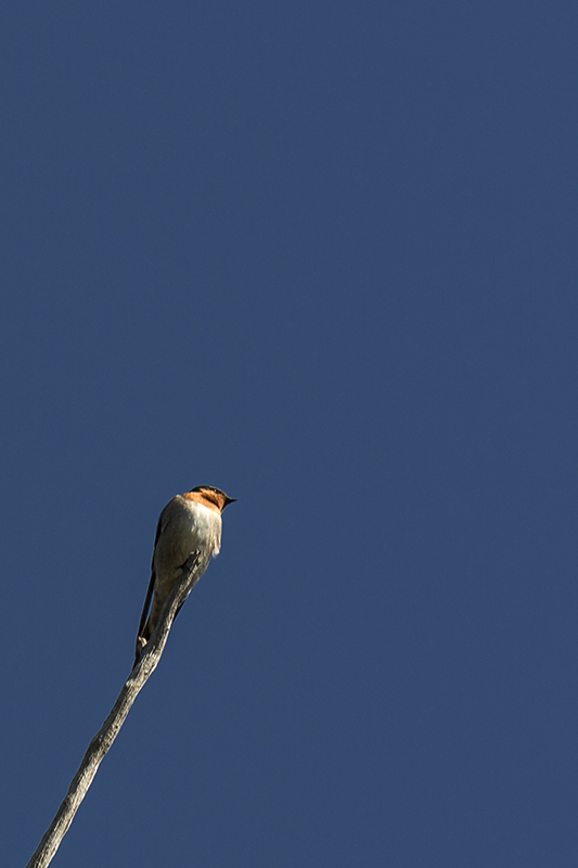 swallow.jpg