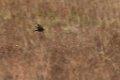 swallow2