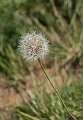 dandelion1