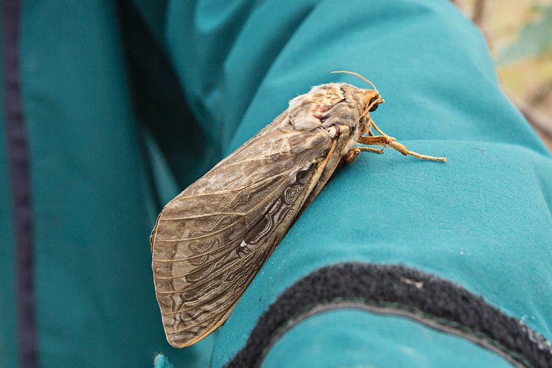 mothra2.jpg