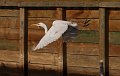 stork2